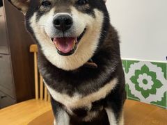 -是阿柴呀！柴犬咖啡·爱喵喵猫咖