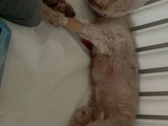 -纳吉亚猫专科动物诊疗中心(蒋宅口分院)
