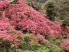 -木兰云雾山