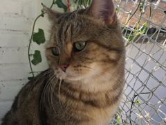 -喵屿·大理花园猫咖