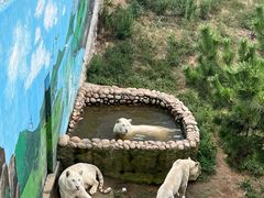 -西霞口神雕山野生动物世界