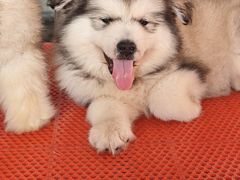 -哈尔滨道外花鸟鱼市场