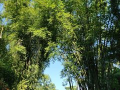 -云南勐巴娜西珍奇园