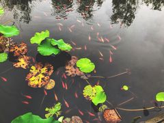 -武清南湖绿博园