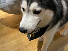 -Husky Go! 哈士奇体验馆·宠物咖啡厅狗咖