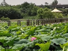 -灞河西岸滨河公园