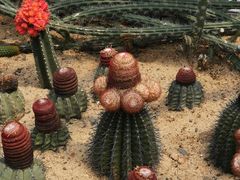 -深圳仙湖植物园