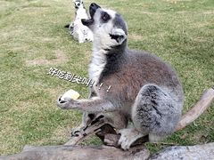 -上海野生动物园