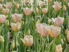 -花博汇(知音花月夜)