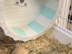 -钓仓鼠(洋桥北里小区店)