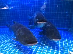 -姜君·千岛湖鱼头馆(浦东大道店)