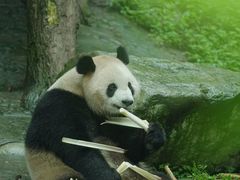 -都江堰中华大熊猫苑