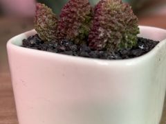-花鸟鱼虫鲜花绿植市场(玉泉路店)