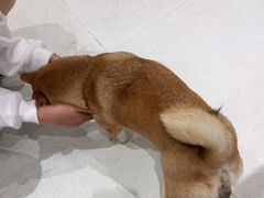 -鼎级派宠物(中南店)