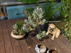 -财神鸡煲(华强北店)