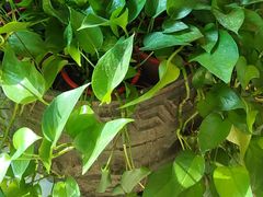 -洛阳宴·洛阳菜(南昌路店)
