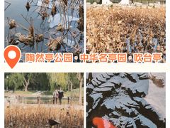 -陶然亭公园