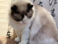 -楼上猫咖(罗湖店)