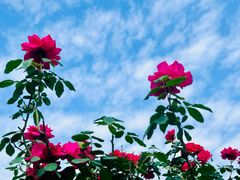 -金科花卉市场
