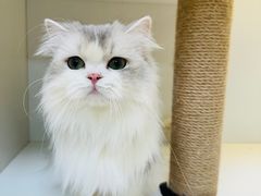 -十月米努特矮脚猫舍