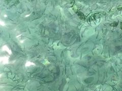 -东姑阿都拉曼海洋公园