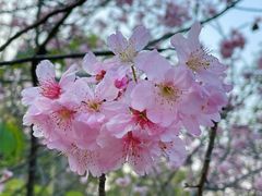-王借岗森林公园