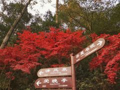 -岳麓山风景名胜区
