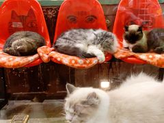 -猫咪博物馆(顶澳仔猫街店)