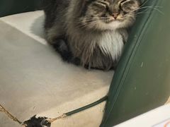 -安格丽娜·狗咖·猫咖羊驼咖(春熙路百盛商场店)