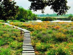 -西溪国家湿地公园