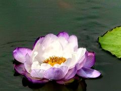 -云溪植物园