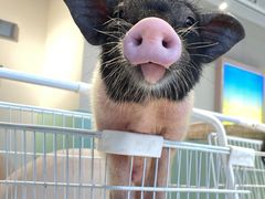 -怪兽屋·羊驼·猫咖·狗咖(俊华广场店)