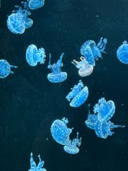 -Zoolung Zoolung动物主题公园(海信广场店)