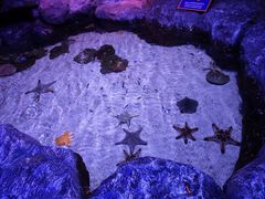 -暹罗海洋世界