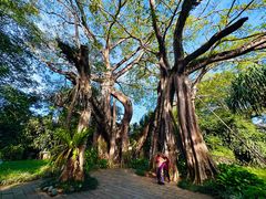 -瑞丽独树成林风景区