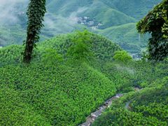 -莫干山风景区