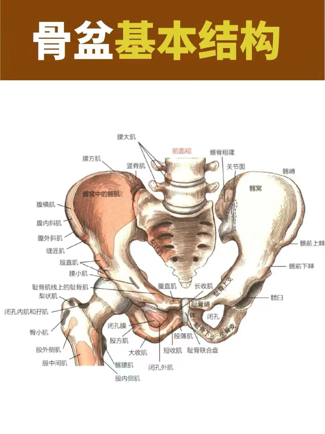 人体骶髂关节位置图片图片