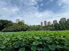 -龙头寺公园