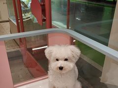 -FAELING PETS美天灵宠物(合生汇店)