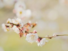 -蜀冈西峰生态公园