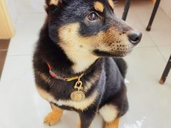 -北京京卫宠物寄养训练中心