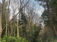 -上海佘山国家森林公园西佘山园