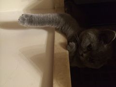 爱宠屋pet&nbsp;shop-爱宠屋pet shop·宠物洗澡·宠物美容