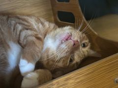 -猫猫幼稚园·撸猫·桌游·电玩