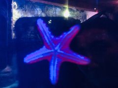 -悉尼海洋生物水族馆