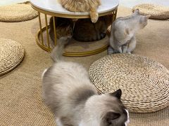 -Heymao猫咖.咖啡厅(东门店)