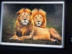 -罗红摄影艺术馆