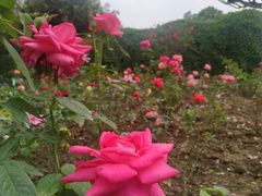 -东莞植物园