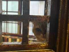 -壹六猫窝(谷德店)