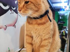 -李小姐の猫咖啡馆(五角场店)